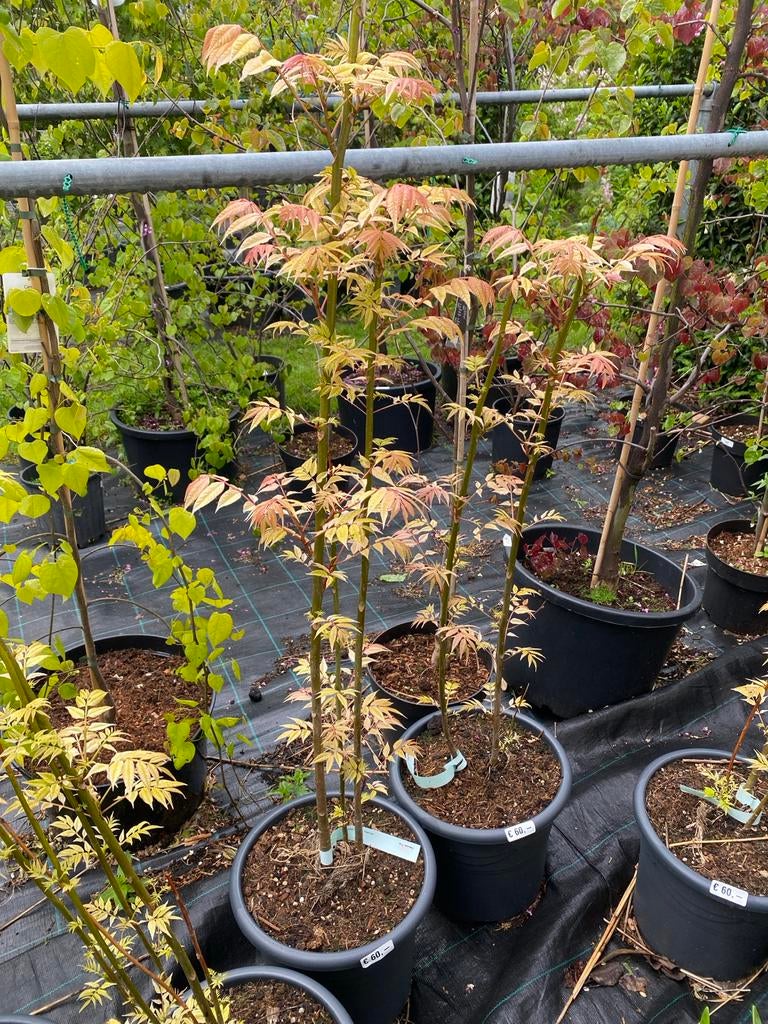 Toona sinensis 'Flamingo' -, Volle zon, Vaste plant, Bloeit niet, Ophalen
