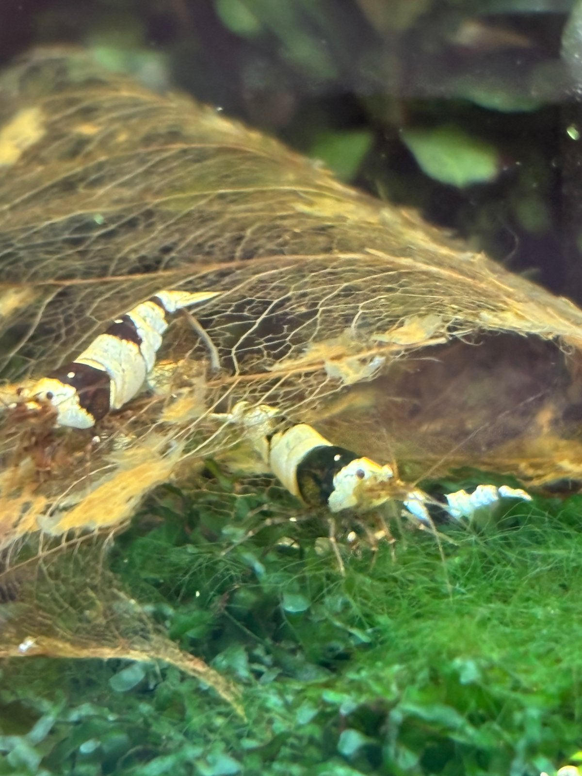 Cristal black garnaal, Kreeft, Krab of Garnaal
