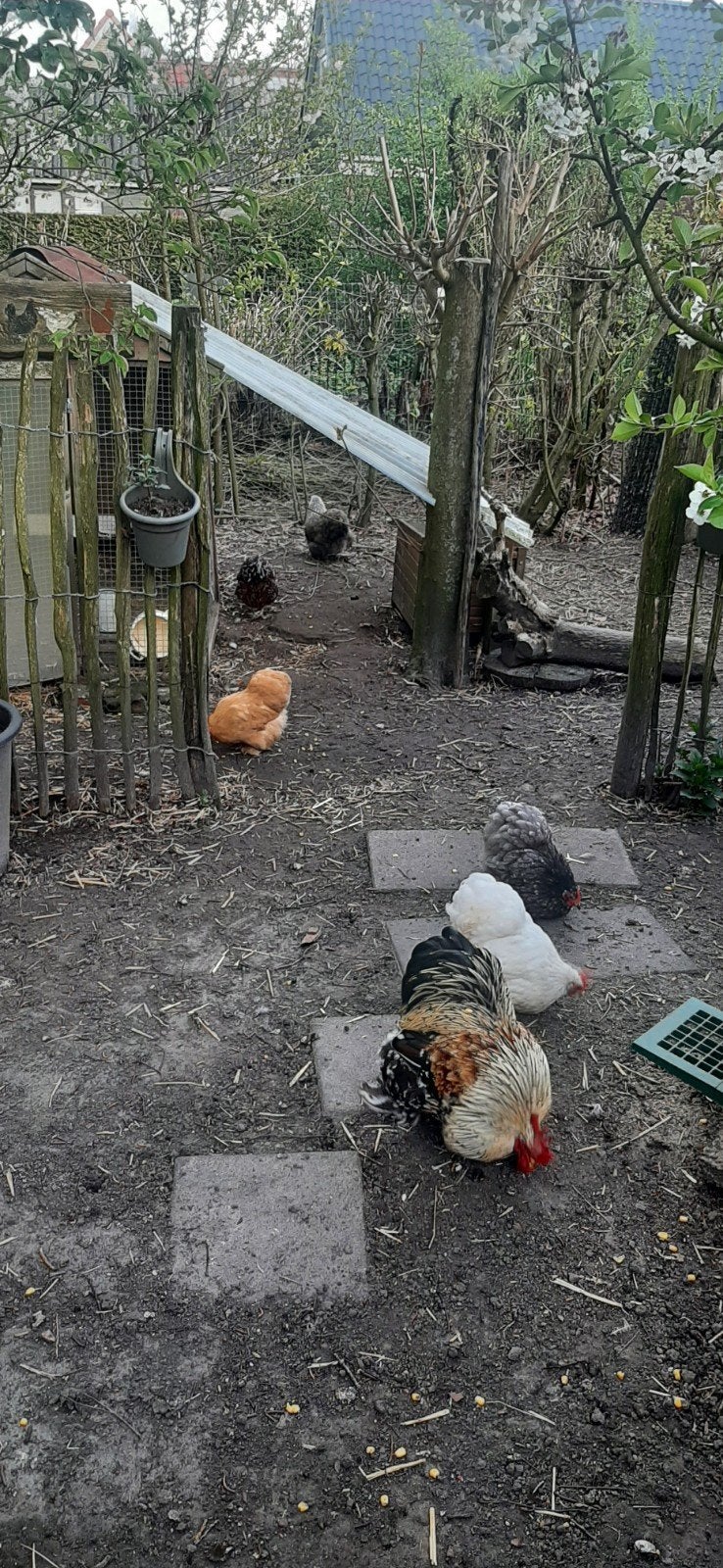 Cochin krielkippen toompje, Dieren en Toebehoren, Pluimvee, Vrouwelijk, Kip