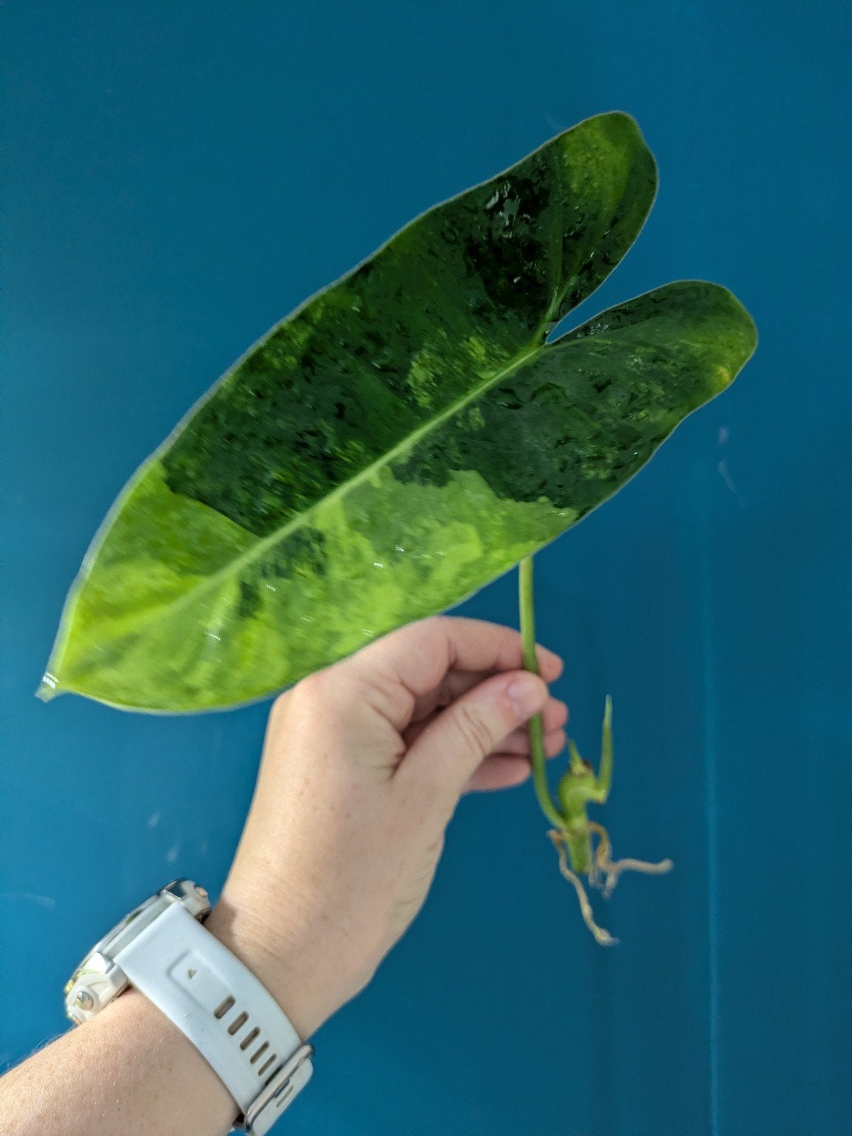 Philodendron Burle Marx variegata stekken, Huis en Inrichting, Kamerplanten, Ophalen of Verzenden, Halfschaduw, Minder dan 100 cm