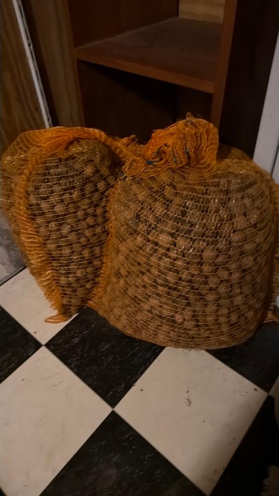 Verse biologische walnoten in net - 30 kg - oogst okt 2025, Ophalen of Verzenden