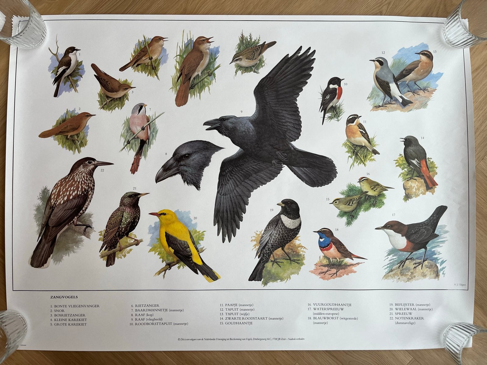 12 Oude Schoolplaten: Diverse Vogels (ook los te koop), Antiek en Kunst, Antiek | Schoolplaten, Ophalen, Natuur en Biologie