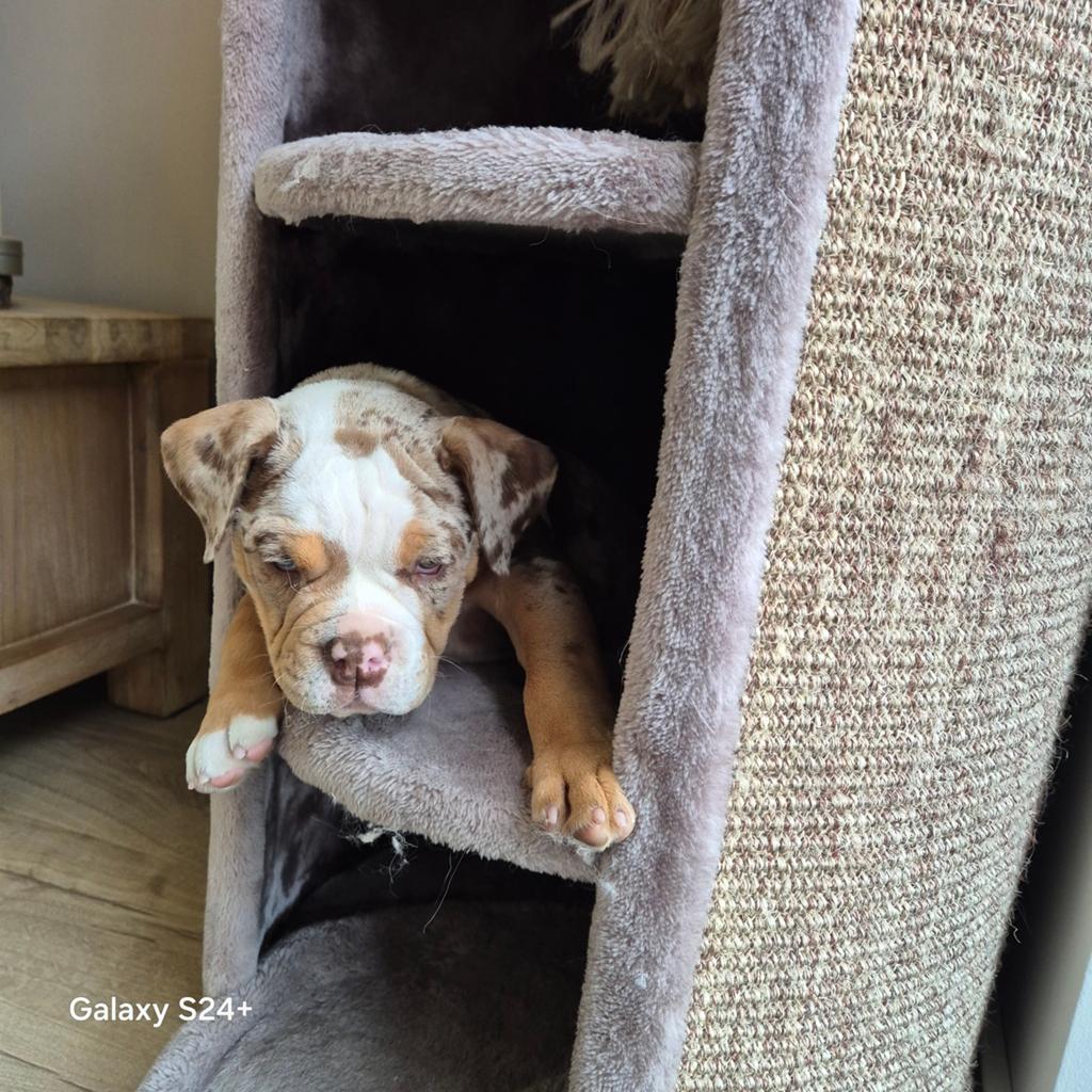 Oeb reutje 12 weken, Dieren en Toebehoren, Honden | Bulldogs, Pinschers en Molossers, Reu, 8 tot 15 weken, Bulldog, Eén hond
