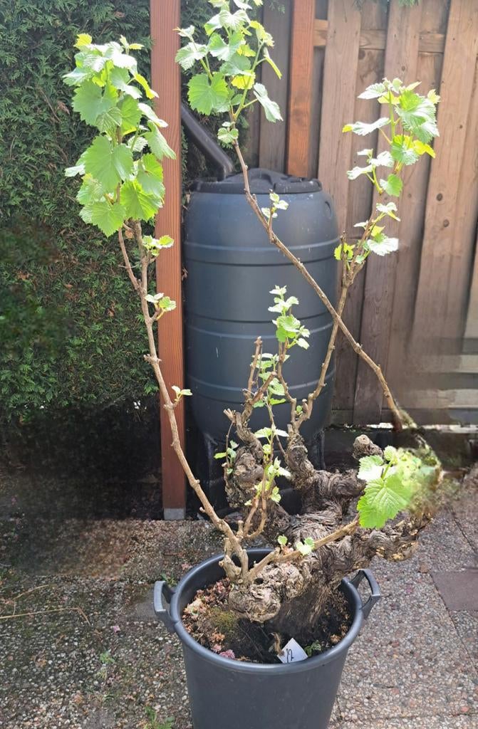 Witte Druif, Tuin en Terras, Ophalen, Minder dan 100 cm, Overige soorten, Zomer