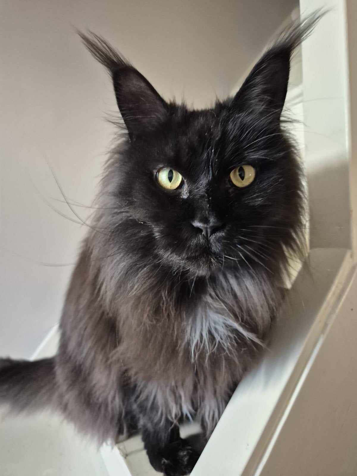 Onze mooie maine coon zoekt gouden mandje, Dieren en Toebehoren, Poes, Gechipt, 3 tot 5 jaar