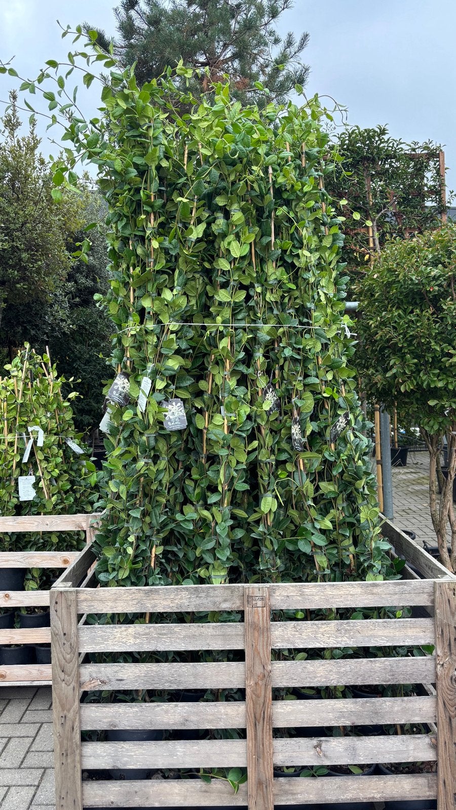 Toscaanse jasmijn 175-200 cm, Tuin en Terras, Ophalen, Vaste plant, Klimplanten, Volle zon