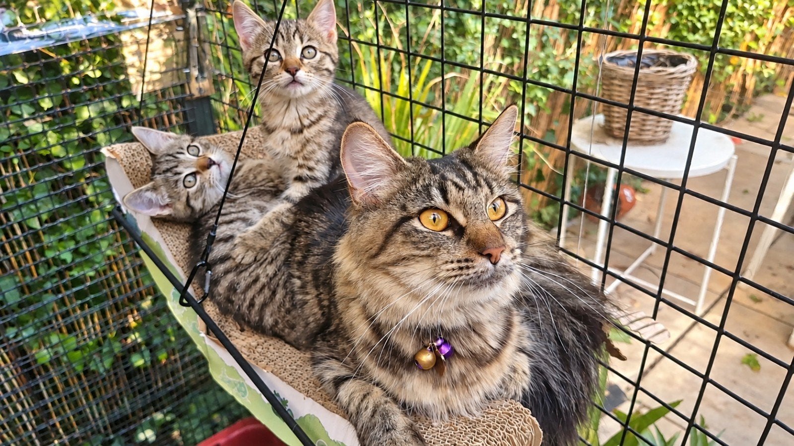 2 prachtige tabby poesjes ❤️ superlief & aanhankelijk