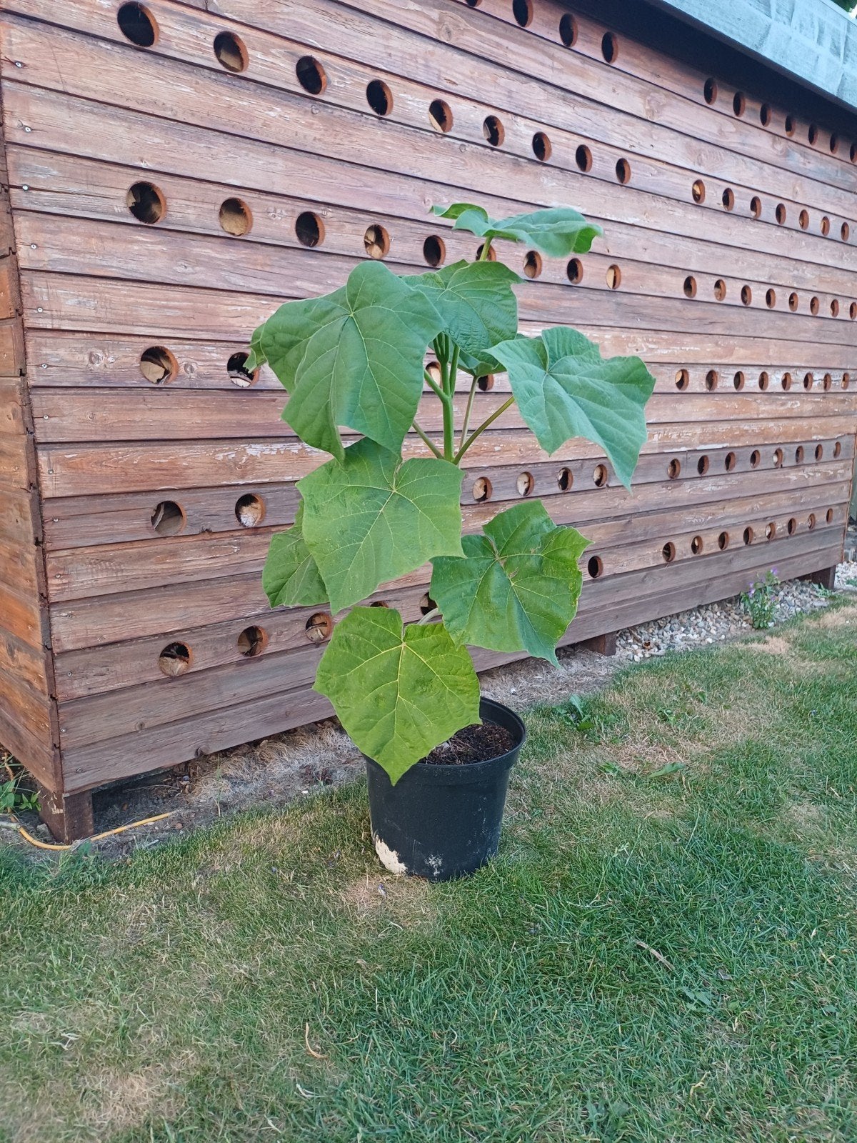 Paulownia elongata 80 cm., Ophalen, Volle zon, Overige soorten, 100 tot 250 cm