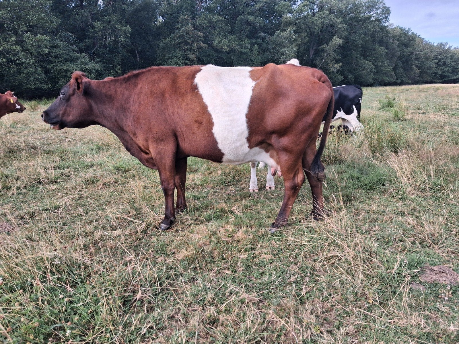lakenvelder inruil grote balen graag, Dieren en Toebehoren, Ophalen of Verzenden, Vee