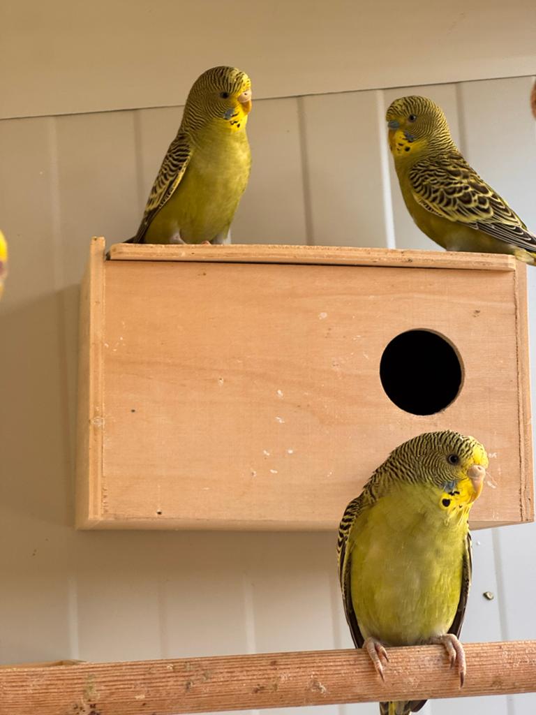 Jonge grasparkieten, Meerdere dieren, Parkiet, Tam