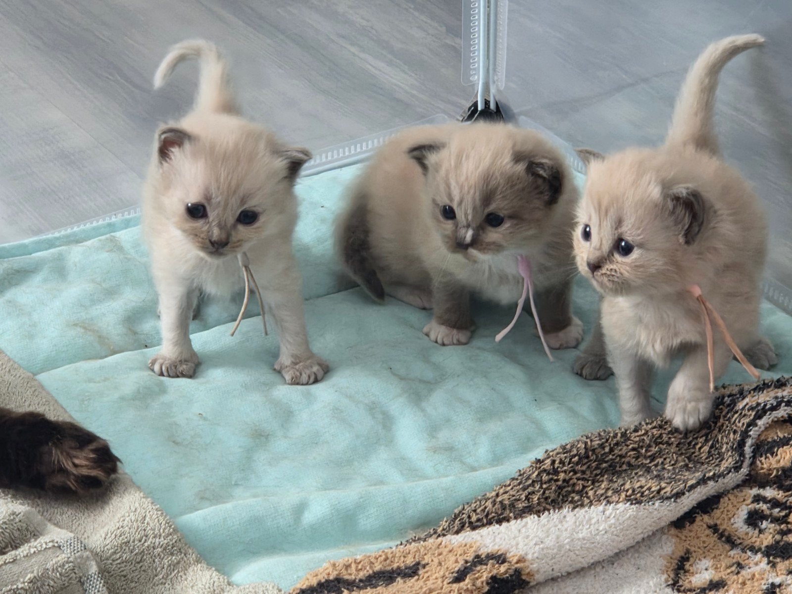 Pluizige lieve Ragdoll kittens., Meerdere dieren, Gechipt, 0 tot 2 jaar