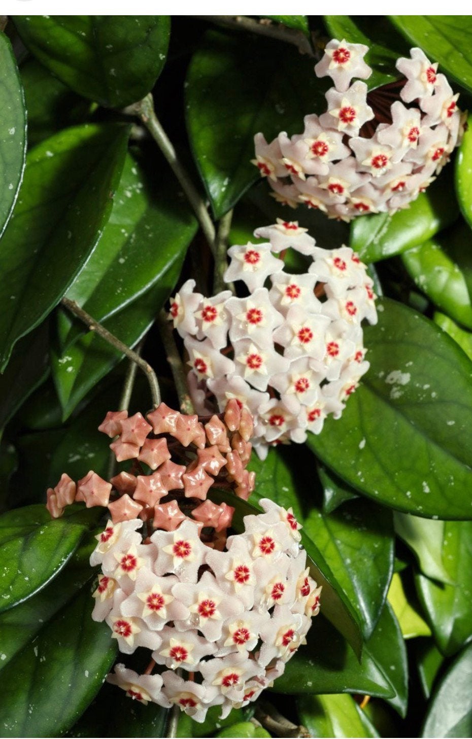 Hoya carnosa _Jonge Plant in Pot, Huis en Inrichting, Ophalen, Overige soorten, Halfschaduw, In pot