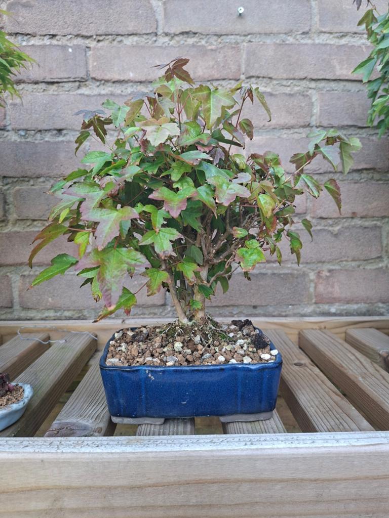 Acer buergerianum bonsai, In pot, Bloeit niet, Halfschaduw, Minder dan 100 cm
