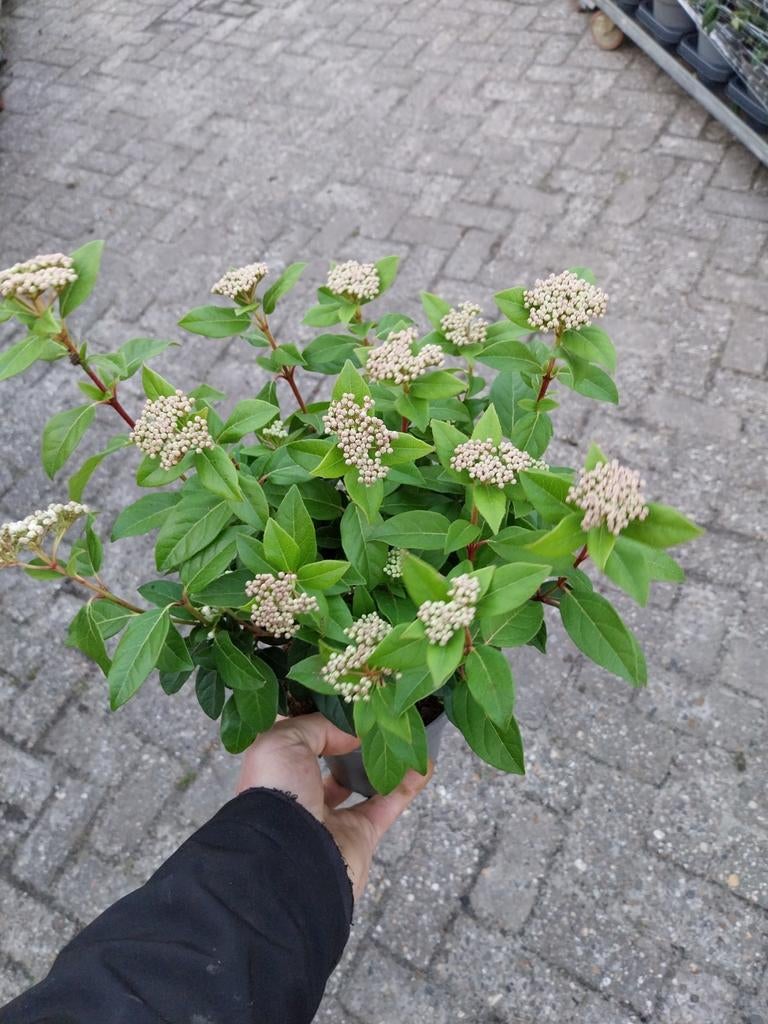 Viburnum tinus in pot, Ophalen, Overige soorten