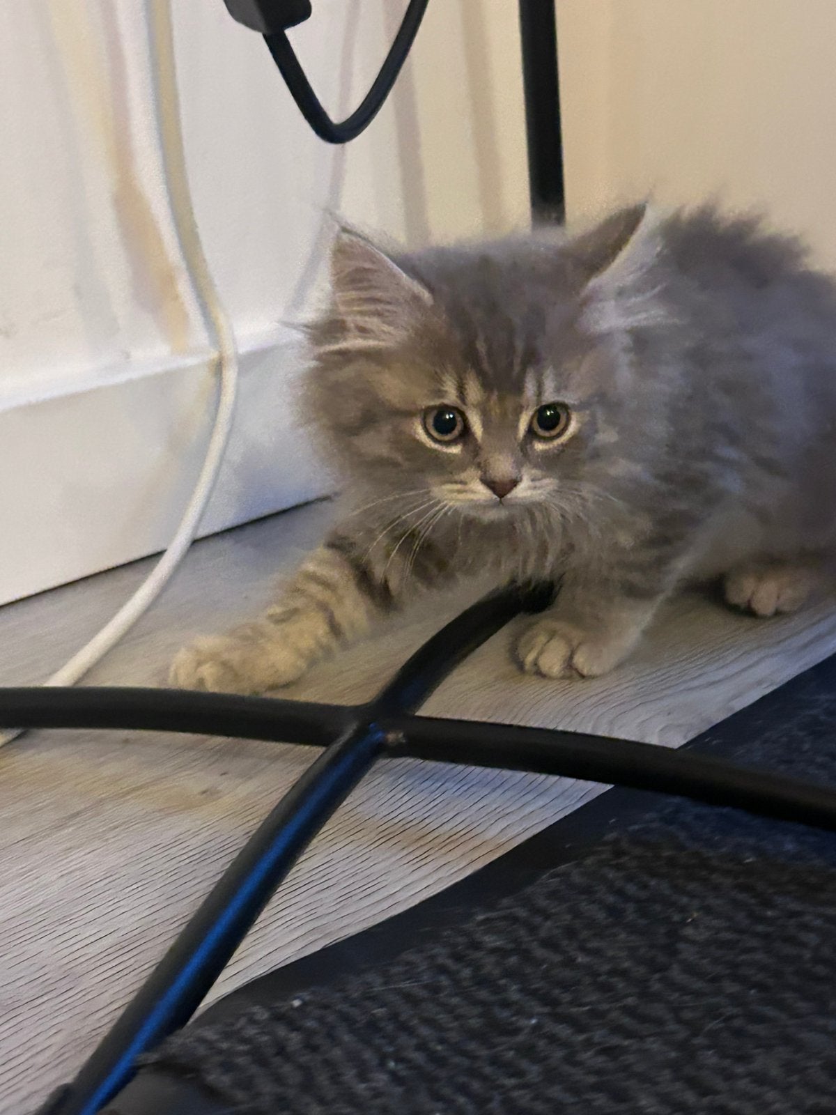 Britse langhaar kittens, Meerdere dieren, Gechipt, 0 tot 2 jaar