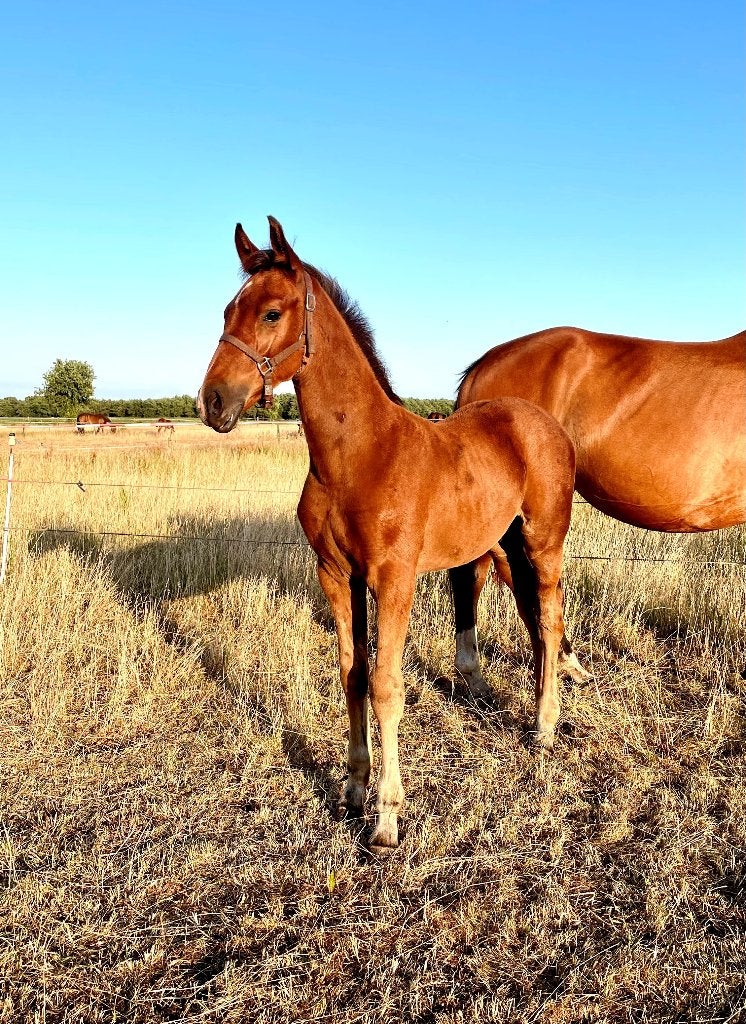 KWPN veulens van Arezzo VDL en Lamaze TN, Dieren en Toebehoren, Springpaard, Minder dan 160 cm, Met stamboom, Niet van toepassing