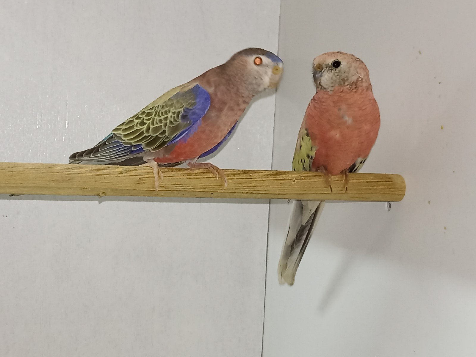 koppel bourkes, Meerdere dieren, Parkiet, Geringd