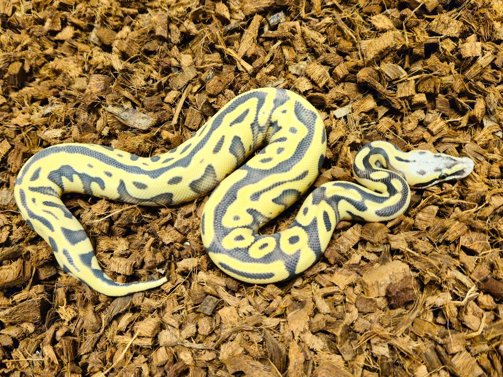 1.0 Enchi Leopard Pastel Desert Ghost PH Amur, Dieren en Toebehoren, Reptielen en Amfibieën, Slang, 0 tot 2 jaar