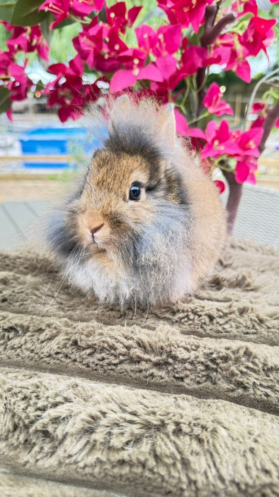 Lieve voedster., Dieren en Toebehoren, Konijnen, Meerdere dieren, Dwerg