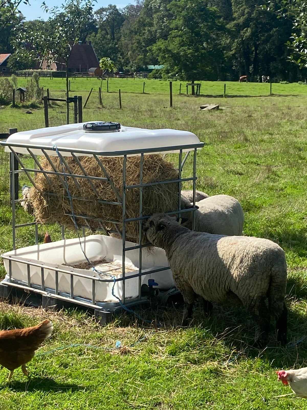 Stevig hooiruifje met dakje, Dieren en Toebehoren, Meerdere dieren, Schaap