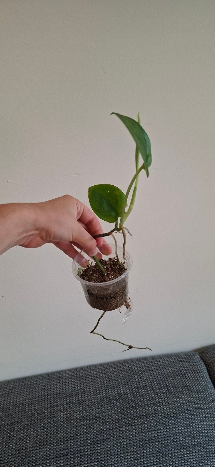 Philodendron silver tatoo/hero, Huis en Inrichting, Kamerplanten, Ophalen, Halfschaduw, Minder dan 100 cm