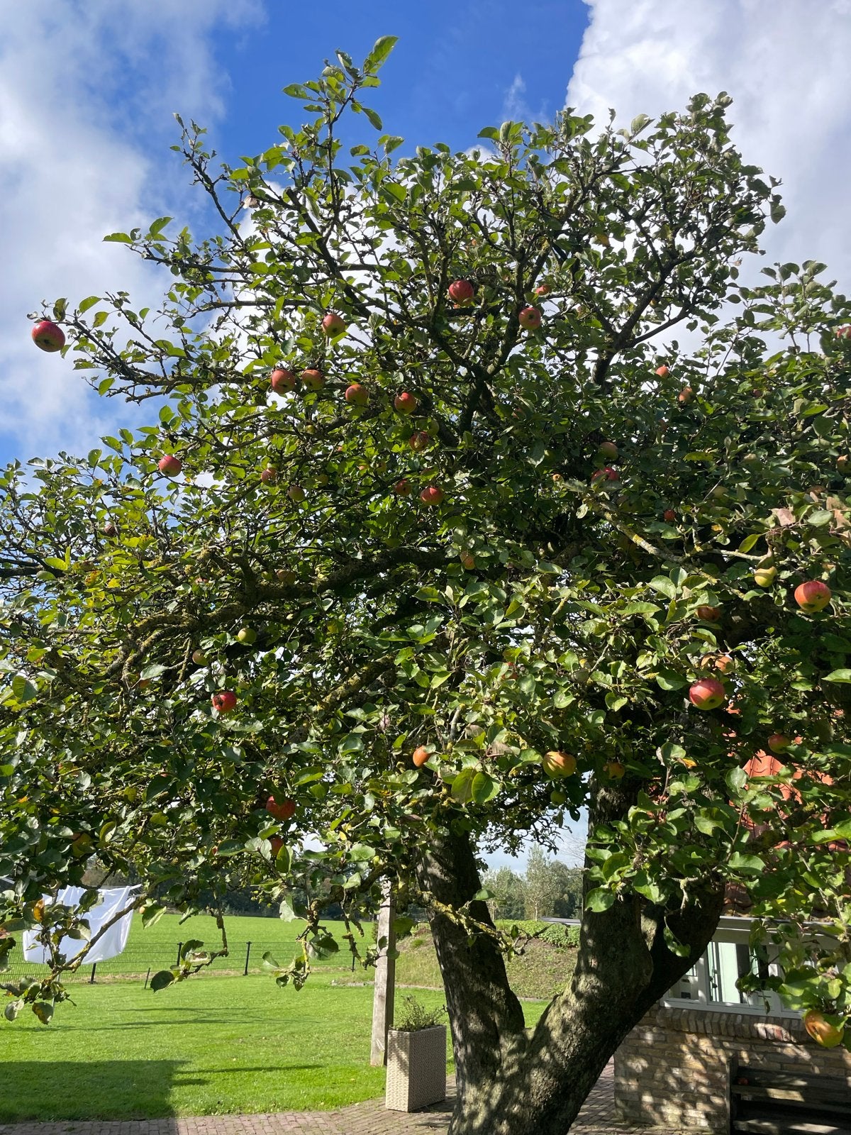 Gratis plukken en meenemen ziure en zoete appels, Ophalen