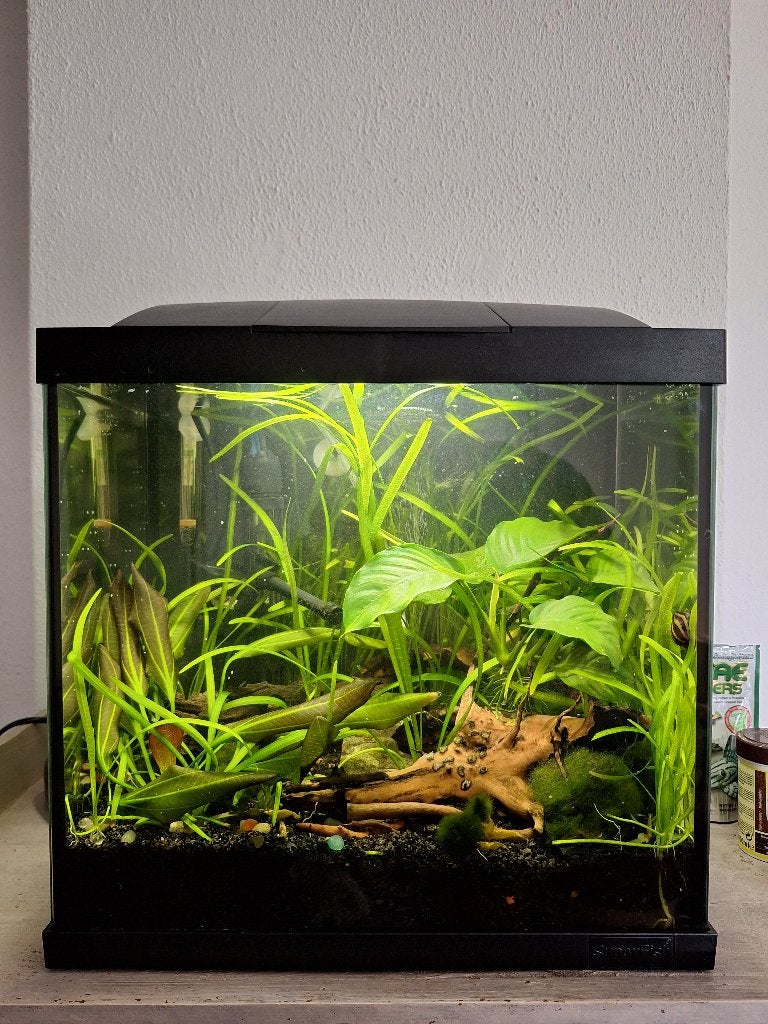 Superfish aquarium 27L, Ophalen, Inclusief vissen, Superfish, Gevuld zoetwateraquarium