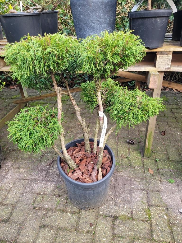 Oude Chamaecyparis Vormsnoei - Unieke Bonsai Stijl Conifeer, Vaste plant, Bloeit niet, Halfschaduw, Ophalen