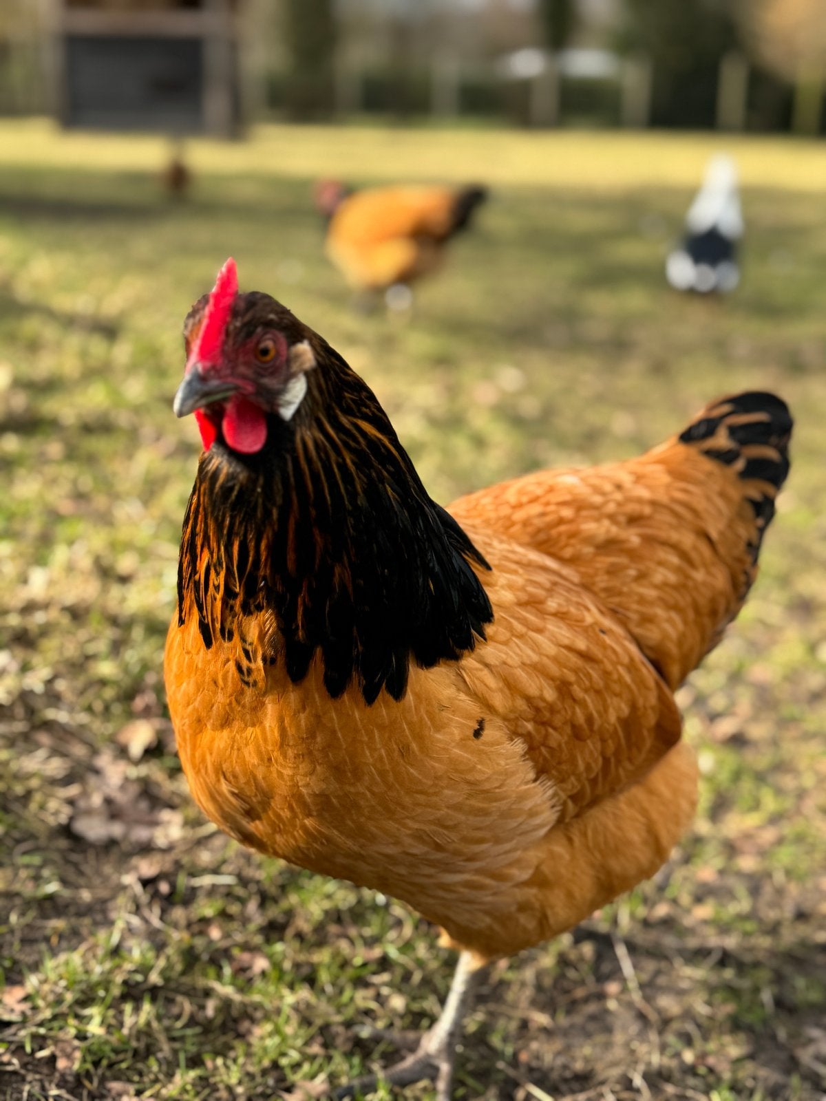 Gezocht: 2 of 3 jonge Vorwerkhennen, Dieren en Toebehoren, Vrouwelijk, Kip