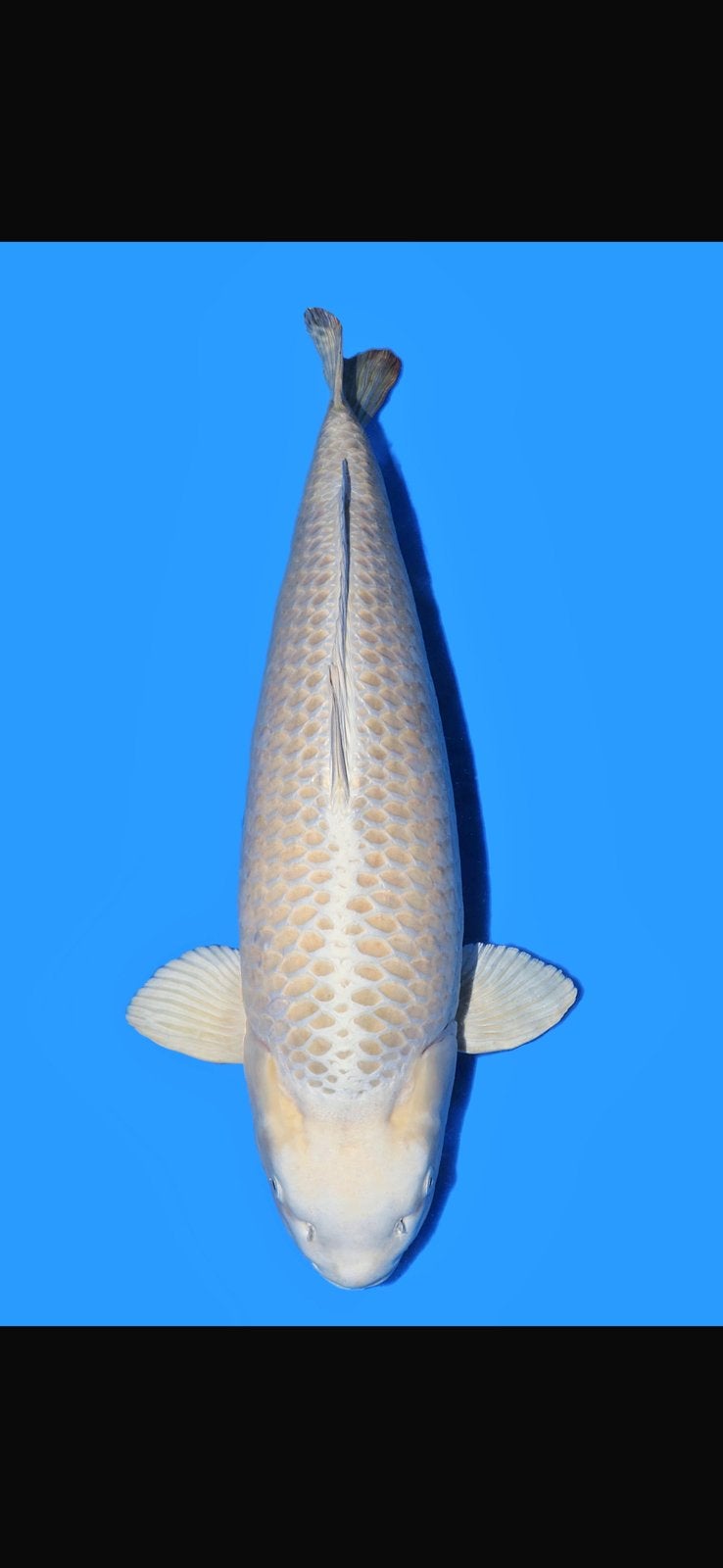 Female mukasi ogon 85cm, Eén persoon, Cadeaubon