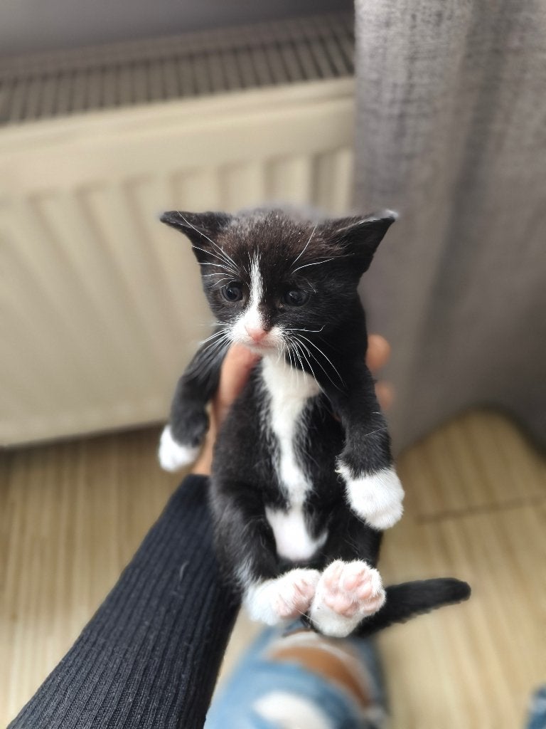 Kittens, Meerdere dieren, Ontwormd, 0 tot 2 jaar