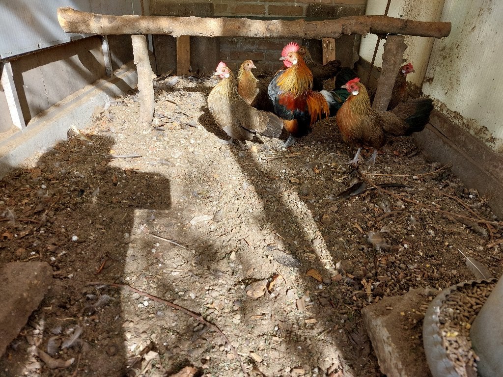 Kippen, Dieren en Toebehoren, Meerdere dieren, Kip
