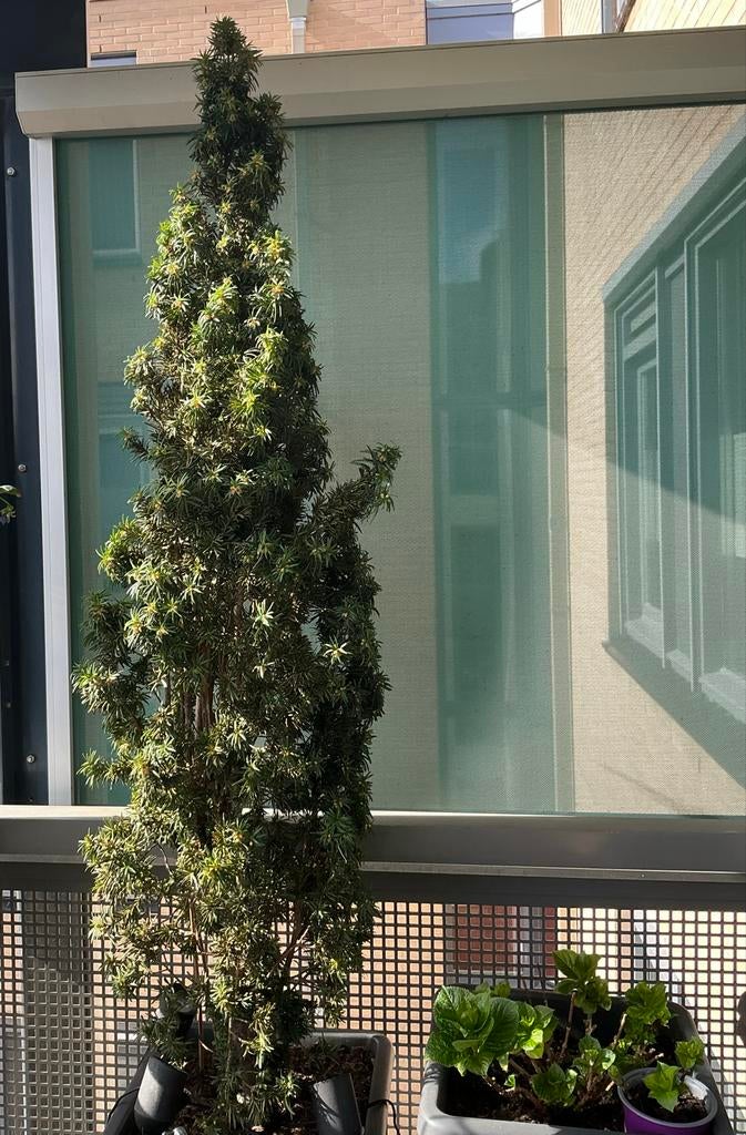 Mooie, gezonde Taxus Baccata Fastigiata - 1.90m hoog, Overige soorten, Vaste plant, Ophalen of Verzenden, Bloeit niet
