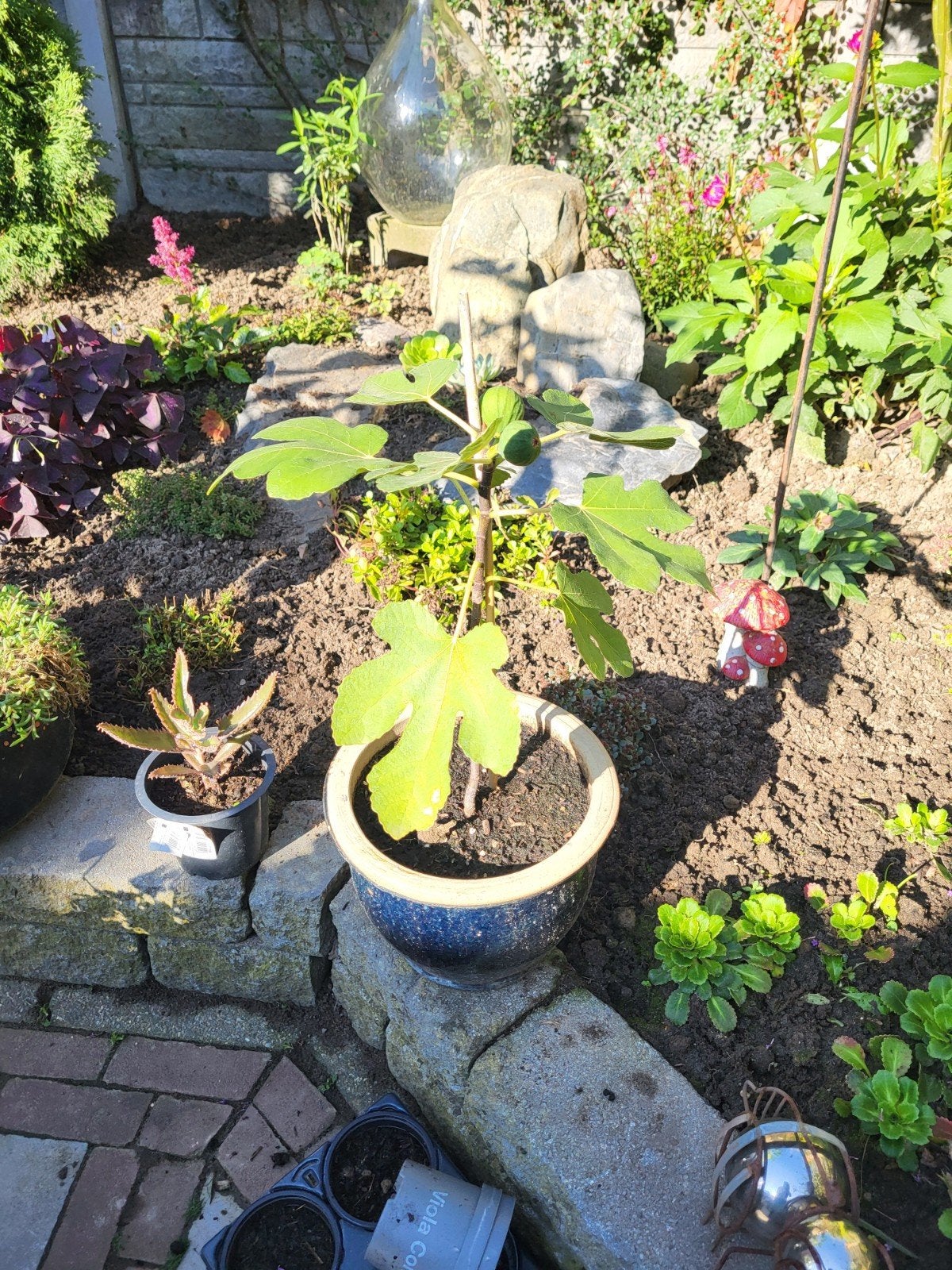 Vijgenboom in pot - Jonge plant met vruchten, Ophalen, Minder dan 100 cm, Lente, Volle zon