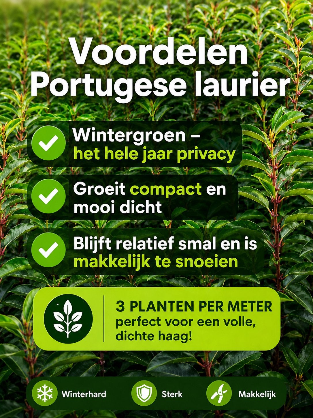 Portugese Laurier 70-80 cm – Prunus lusitanica – €9,95 OP=OP, Ophalen, Laurier, Minder dan 100 cm