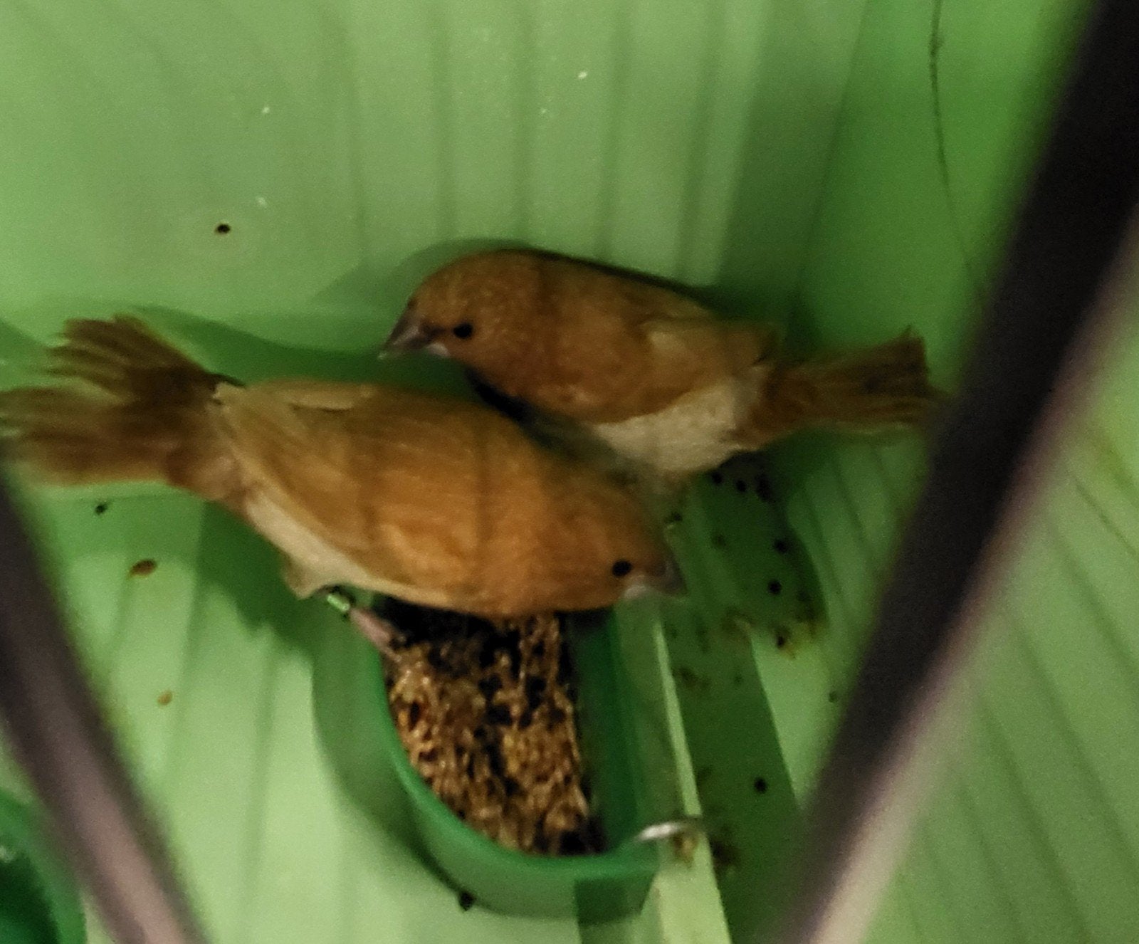 koppel bruine japanse meeuwen,geringd, Dieren en Toebehoren, Vogels | Overige Vogels, Meerdere dieren, Geringd
