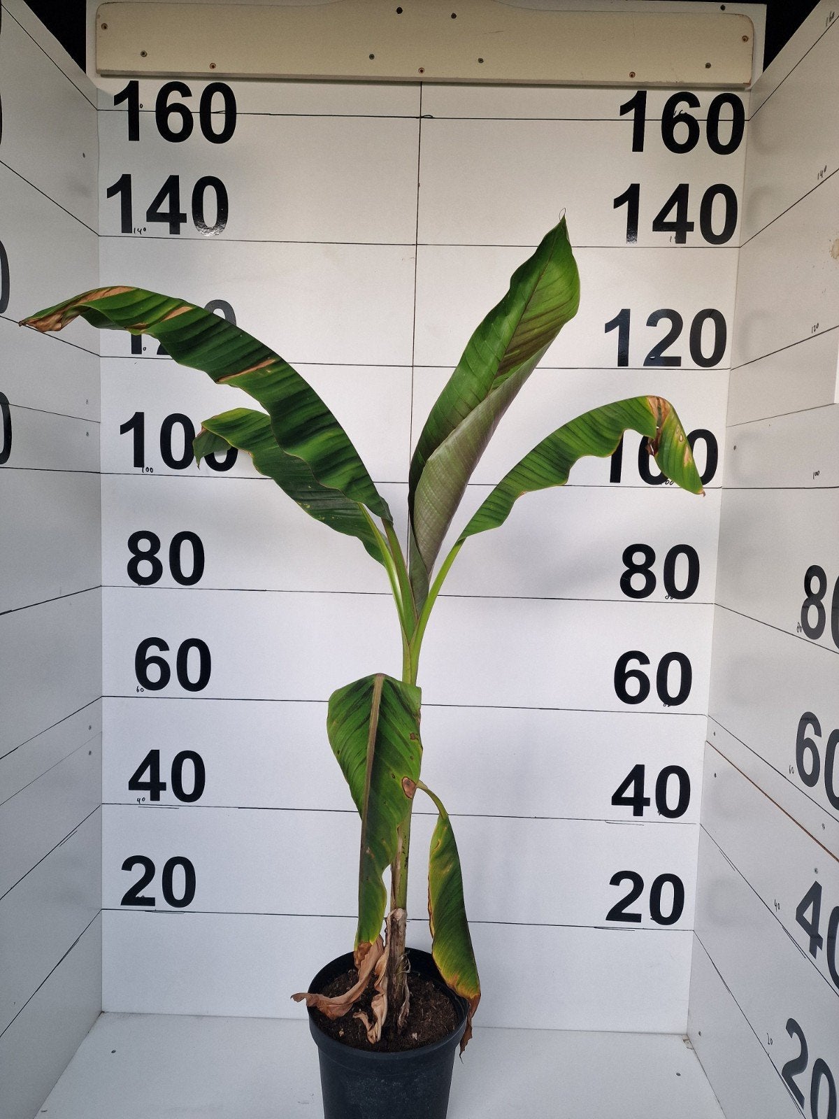Musa sikkimensis 'Ever Red' - Rode Banaanplant, Volle zon, Vaste plant, Bloeit niet, Ophalen