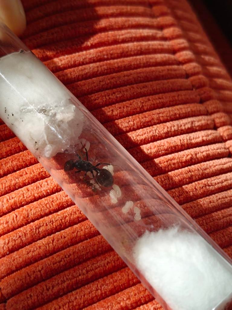 Messor Barbarus (+bi-color) mieren konining/kolonie te koop, Dieren en Toebehoren