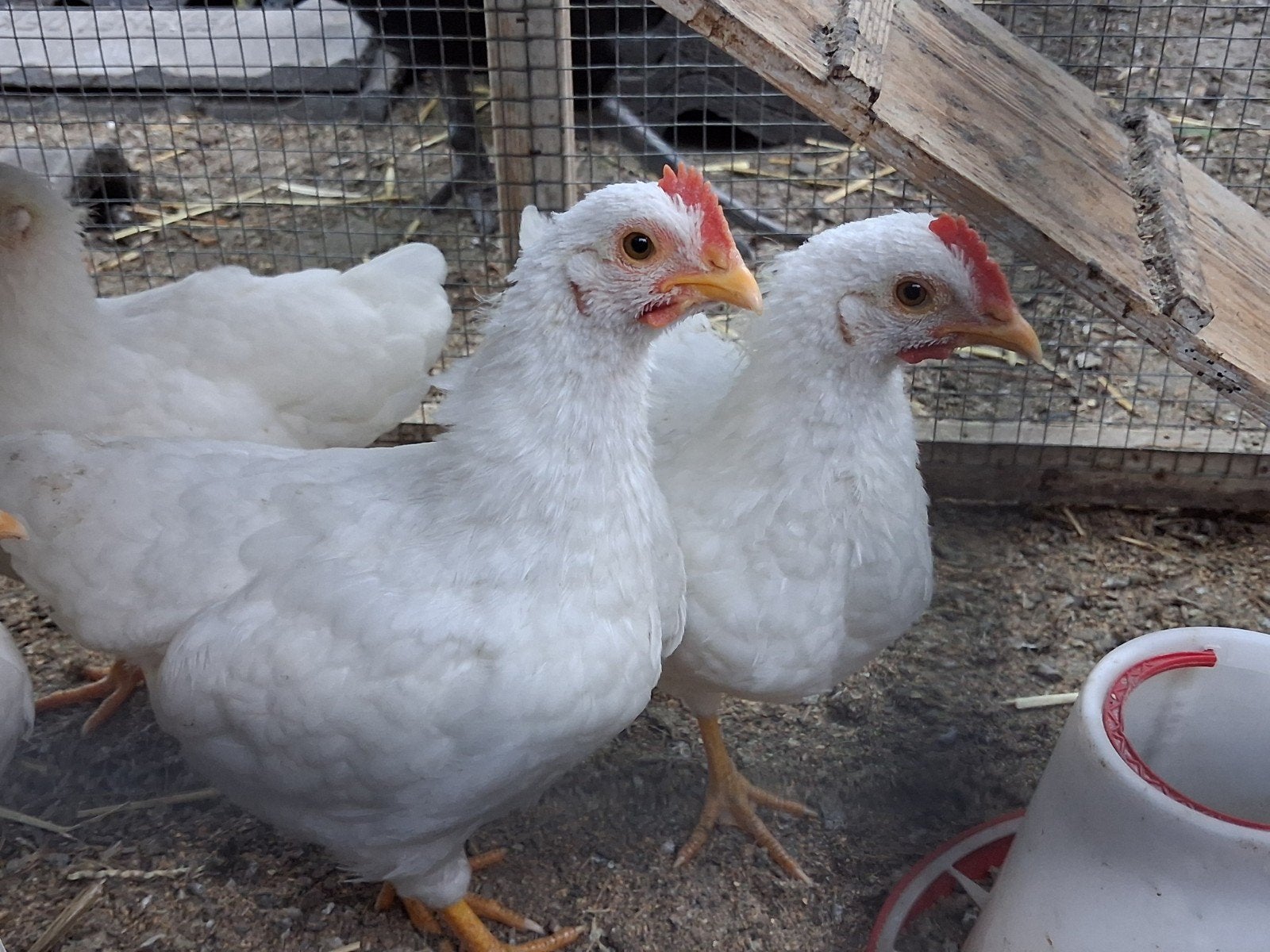 Jonge witte kriel Barnevelder haantjes, Mannelijk, Kip