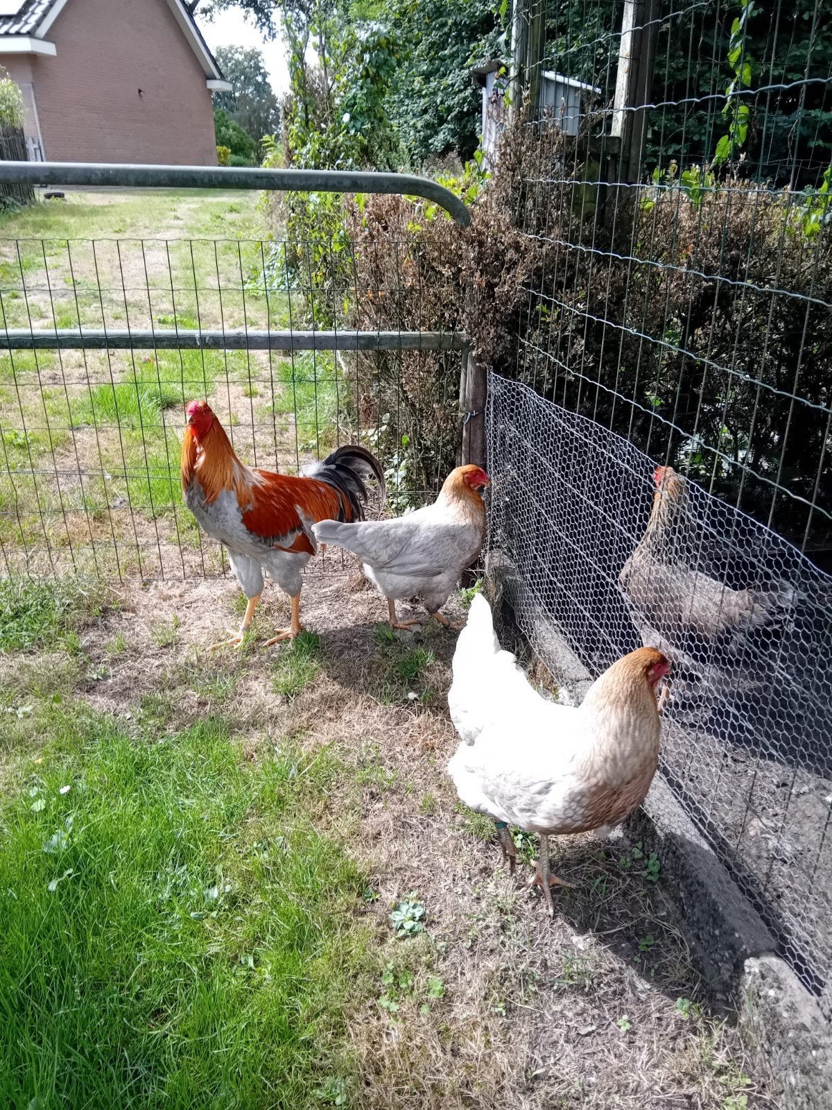 Twentse hoenders  / twents hoen, Meerdere dieren, Kip