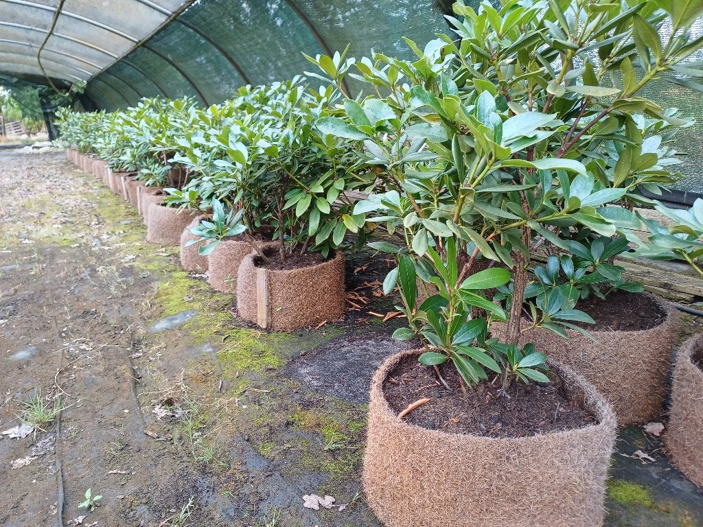 Rhododendrons. 25 soorten, Tuin en Terras, Ophalen of Verzenden, Rhododendron, Struik, Minder dan 100 cm