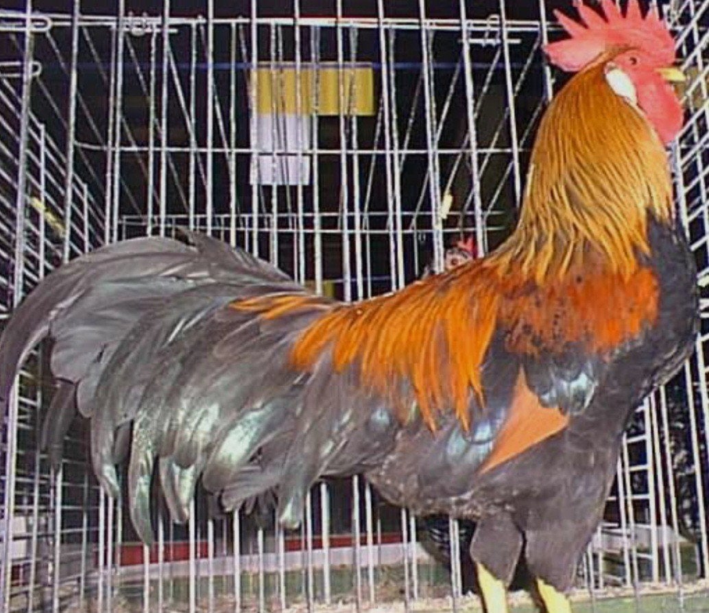 gezocht patrijs leghorn haan, of broedeieren, Mannelijk, Kip