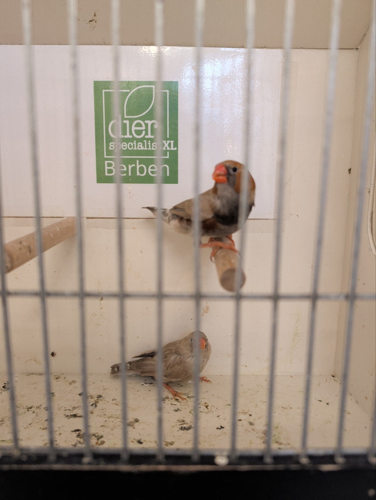 Koppel blackface zwartborst bruin, Meerdere dieren, Kleurkanarie