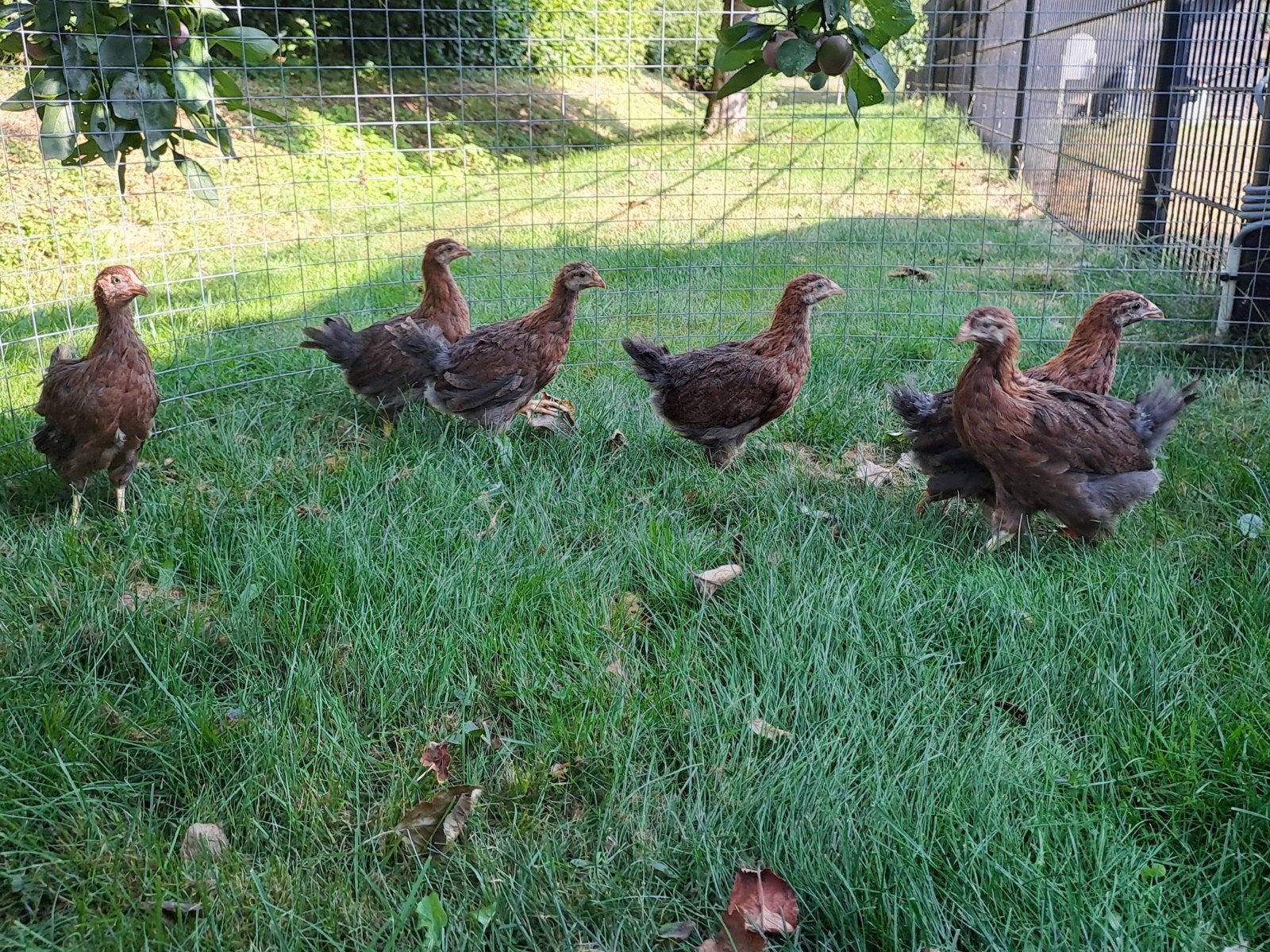 welsumer hennen 6 weken oud, Dieren en Toebehoren, Vrouwelijk, Kip