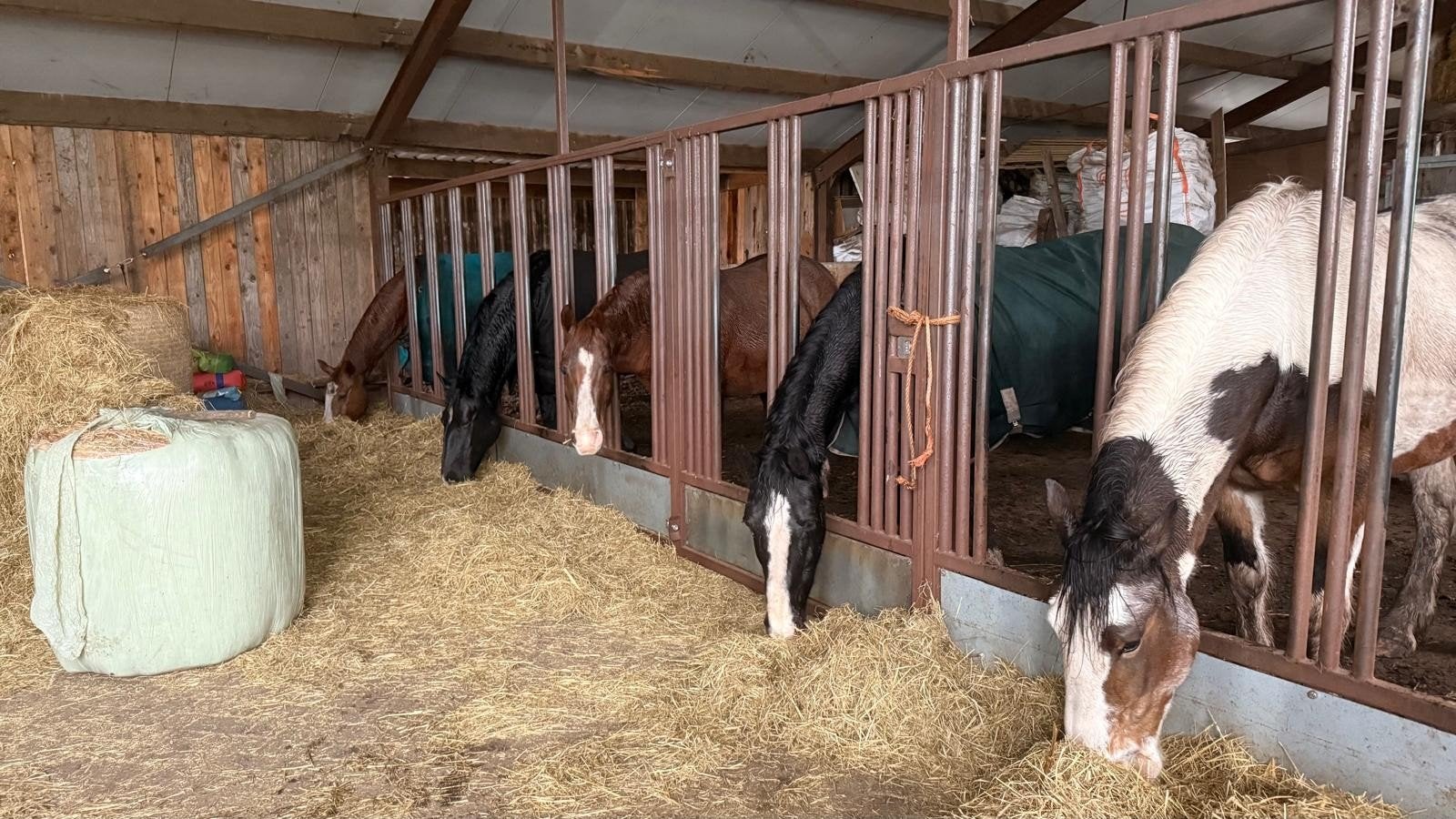 Plek aangeboden op inloopstal, Weidegang, 2 of 3 paarden of pony's