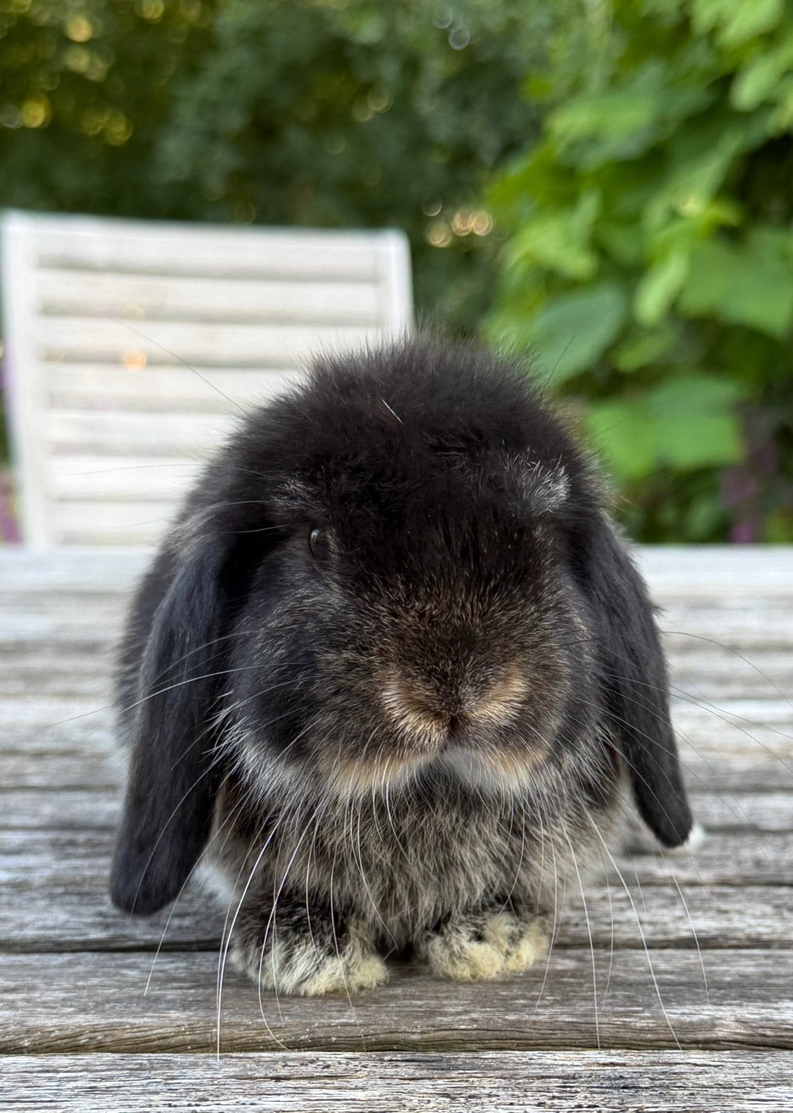 Super knappe Minilop/Teddy dwerg koppels, Dieren en Toebehoren, Konijnen, Meerdere dieren, Dwerg, Hangoor, 0 tot 2 jaar