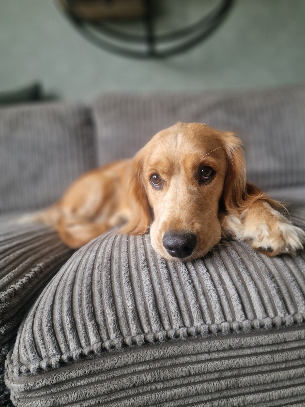 kruising golden retriever/ cocker spaniel, Dieren en Toebehoren, Golden retriever, 1 tot 2 jaar, Teef, Eén hond