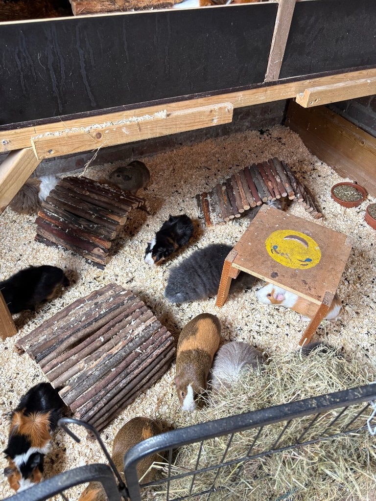 Cavia zeugjes divers, Dieren en Toebehoren, Cavia, Vrouwelijk, Januari, Tam