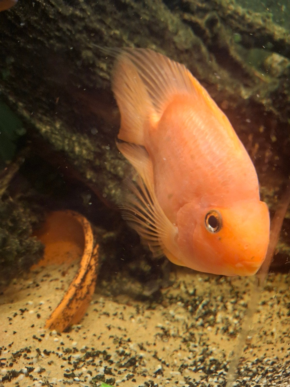 Mooie oranje papagaai cichlide vrouwtje, Dieren en Toebehoren, Vissen | Aquariumvissen, Vis, Zoetwatervis, Schoolvis