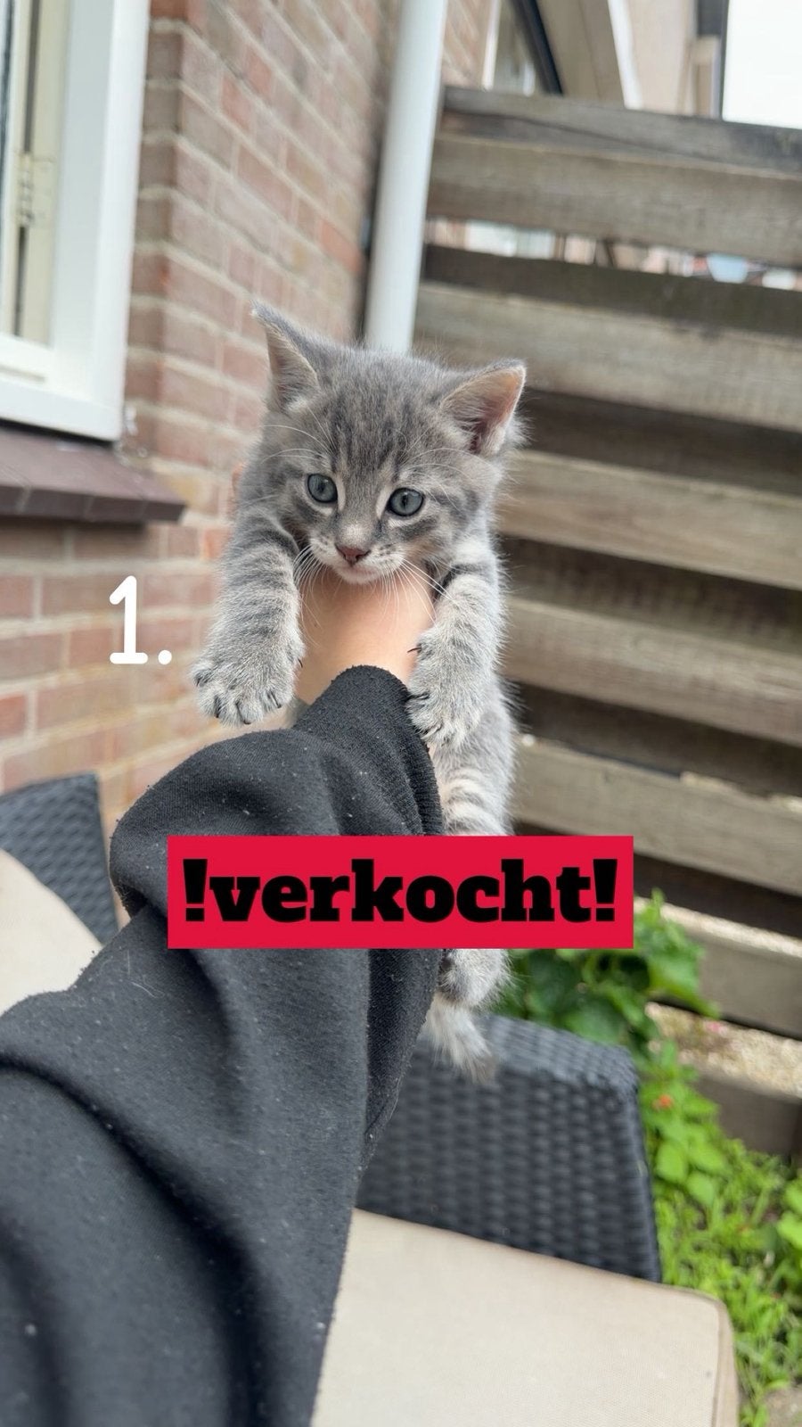 Kittens te koop! Zie beschrijving, Meerdere dieren, Ontwormd